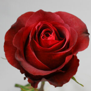 QueensRose～美しい24金の薔薇GoldRose正規販売代理店～